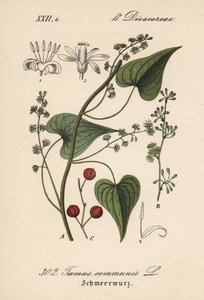 Běžný řidič nebo tráva pro týrané ženy - Black bryony, Tamus communis. Ručně kolorovaná litografie z knihy Diedericha von Schlechtendala Německá flóra (Flora von Deutschland), Jena. od Unbekannter Künstler