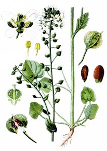 Křivatec lékařský, Cochlearia officinalis od Unbekannter Künstler
