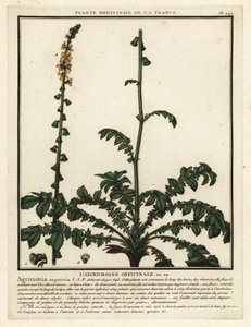 Řepík obecný, Agrimonia eupatoria. od Unbekannter Künstler