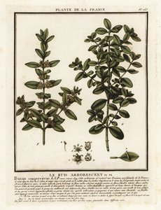 Schránka obecná, Buxus sempervirens. od Unbekannter Künstler