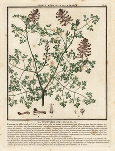 Dýmařina obecná, Fumaria officinalis. od Unbekannter Künstler