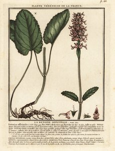 Netýkavka lékařská, Stachys officinalis. od Unbekannter Künstler