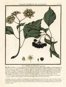 Břečťan obecný, Hedera helix od Unbekannter Künstler