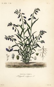 Mléka obecná, Polygala vulgaris, Polygala commun od Unbekannt