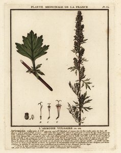 Pelyněk obecný, Artemisia vulgaris. od Unbekannter Künstler