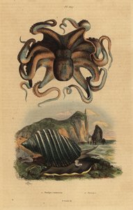 Chobotnice obecná, Octopus vulgaris 1, a mořský plž, Dicathais orbita 2 od Unbekannt