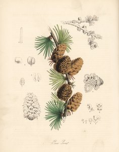 Meleza obecná nebo evropská - modřín bílý, Larix decidua (Larix europaea), list, větev a šiška. Ručně kolorovaná zinkografie C. Chabota, kterou nakreslila slečna M. A. Burnettová z knihy "Plantae Utiliores: or Illustrations of Useful Plants", Whittaker, Lo od Unbekannter Künstler