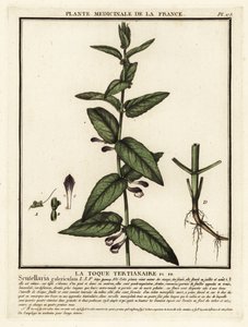 Hlaváč obecný, Scutellaria galericulata. od Unbekannter Künstler