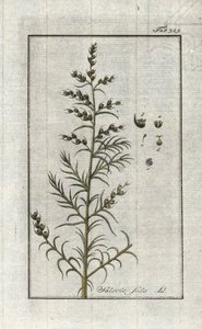 Soda obecná (Salsola soda). Litografie z knihy "Afbeelding der Artseny-Gewassen" od Johannese Zorna (1739-1799), Nizozemsko od Unbekannter Künstler