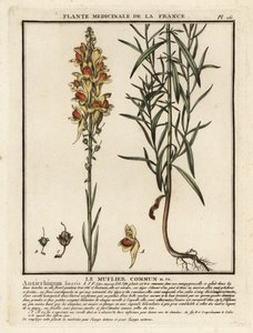 Ropucha obecná, Linaria vulgaris. od Unbekannter Künstler