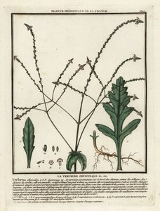 Verbena lékařská, Verbena officinalis. od Unbekannter Künstler