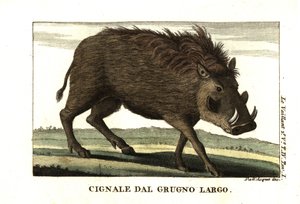 Prase bradavičnaté, Phacochoerus africanus. Od Francois Le Vaillant (Levaillant od Unbekannter Künstler