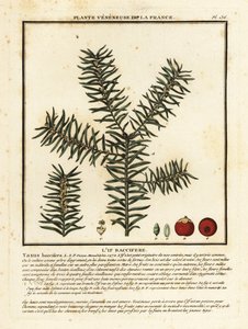 Tis obecný nebo anglický tis, Taxus baccata. od Unbekannter Künstler