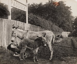 Složený ze dvou oslů, c 1909 od Unbekannt