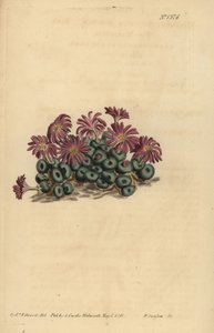 Roztoč Conophytum (Tiny fíkovník, Mesembryanthemum minutum) od Unbekannt