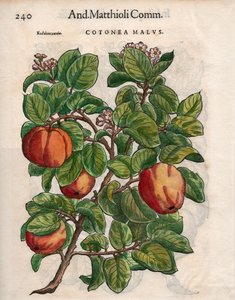 Cotonea Malvs. z „Komentářů“ Pietra Andrea Mattioliho (barevný dřevoryt) od Unbekannt