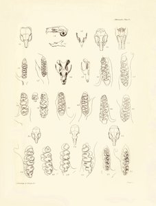 Jeřáby a zuby různých druhů hlodavců, které popsal Charles Darwin během své výzkumné cesty na palubě lodi Beagle. Deska z knihy "The Zoology of the voyage of H.M.S. Beagle under the command of Captain Fitzroy during the years 1832 to 1836 edited and sup od Unbekannter Künstler