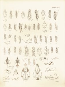 Jeřáby a zuby různých druhů hlodavců, které popsal Charles Darwin během své výzkumné cesty na palubě lodi Beagle. Deska z knihy "The Zoology of the voyage of H.M.S. Beagle under the command of Captain Fitzroy during the years 1832 to 1836 edited and sup od Unbekannter Künstler