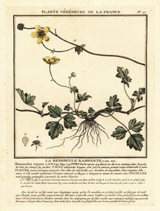 Pryskyřník plazivý, Ranunculus repens. od Unbekannter Künstler
