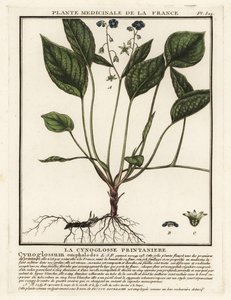 Pupík plazivý, Omphalodes verna. od Unbekannter Künstler