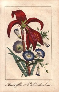 Karmínový amarylis a trpasličí jitrocel, Hippeastrum a Convolvulus tricolor od Unbekannter Künstler