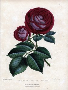 Karmínově růžová a fialová. Hybridní odrůda čaje, pěstovaná ve skleníku, typ Rose of China. Litografie Worthingtona G.Smithe (1835-1917), publikovaná v časopise Floral Magazine. od Unbekannter Künstler