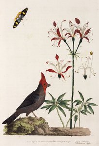 Crossbill, lilie a motýl od Unbekannt