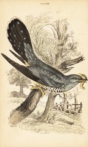 Kukačka, Cuculus canorus, s housenkou v zobáku. 1889 (rytina) od Unbekannter Künstler
