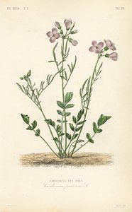 Kukačka, Cardamine pratensis, Cardamine des pres od Unbekannt