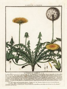 Pampeliška, Taraxacum campylodes. od Unbekannter Künstler
