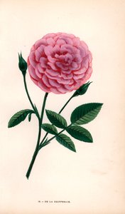 Růže De la Grifferaie, kříženec růže mnohokvěté, se objevila na trhu kolem roku 1846. Chromolitografie nakreslená a litografovaná podle přírody F. Grobonem podle knihy Hippolyte Jamaina a Eugena Forneyho "Les Roses", Paříž, J. Rothschild. od Unbekannter Künstler