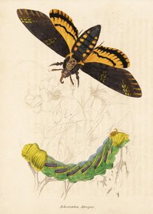 Jestřábník smrtihlav, Acherontia atropos. Ručně kolorovaná ocelorytina z přírodovědné galerie Georga Friedricha Treitschkeho, Naturhistorischer Bildersaal des Thierreiches, Liepzig-1842. od Unbekannter Künstler