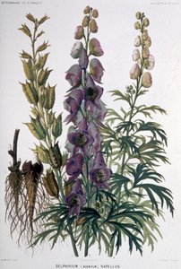 Delphinium Napellus, asi 1850-1900 (litografie) od Unbekannter Künstler