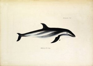 Delphinus Fitz-Royi Delfín černý nebo Fitzroy podle jména kapitána Roberta Fitzroye z lodi Beagle. Deska z knihy "The zoology of the voyage of H.M.S. Beagle. described by John Gould, with notice of their habits by Charles Darwin". od Unbekannter Künstler