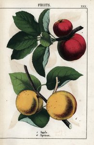 Popis ovoce: červená jablka a meruňky. Chromolitografie v knize "Recueil d