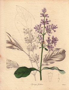 Popis maďarského šeříku (Syringa josikaea), který pochází ze střední a východní Evropy. Ilustrace od slečny R. Millsové (činné v letech 1836-1842) v pětisvazkové sérii The Botanist od Benjamina Maunda, vydané v letech 1836-1842. Toto dílo je proslulé od Unbekannter Künstler