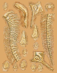 Dinosauří kosti na barevném pozadí, detail od Unbekannt