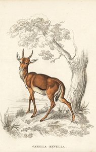 Gazela Dorcas, Gazella dorcas (kevel obecný, Gazella kevella). Zranitelná. Podle ilustrace Jamese Stewarta. Ručně kolorovaná litografie z přírodovědné galerie Georga Friedricha Treitschkeho, Naturhistorischer Bildersaal des Thierreiches, Liepzig. od Unbekannter Künstler