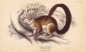 Veverka Duvaucelsova, Sciurus hypoleucus. Obří veverka indická Z exempláře v muzeu knížete Maxmiliána z Wied-Neuwied. Ručně kolorovaná ocelorytina od Lizarse podle ilustrace Charlese Hamiltona Smithe z knihy Williama Jardina Naturalist