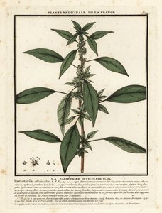 Východní pelitoris, Parietaria officinalis. od Unbekannter Künstler