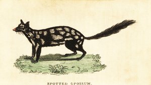 Východní quoll, mýval Dasyurus. ,1800 (rytina) od Unbekannter Künstler