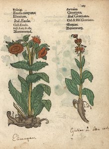 Elecampane, Inula helenium a hořce. Ručně kolorovaná dřevorytová ilustrace botanické knihy Adama Lonicera Krauterbuch, neboli Herbal, Frankfurt nad Mohanem. od Unbekannter Künstler