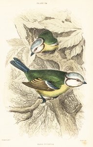 Sýkora modřinka euroasijská, Cyanistes caeruleus.1889 (rytina) od Unbekannter Künstler