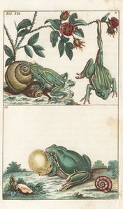 Evropské a italské žáby - silná voda od Gottlieba Tobiase Wilhelma (1758-1811), z Encyklopedie přírodopisu: Obojživelníci od Unbekannter Künstler