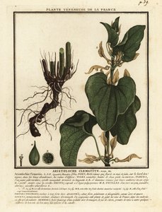 Evropská rodivka, Aristolochia clematitis. od Unbekannter Künstler