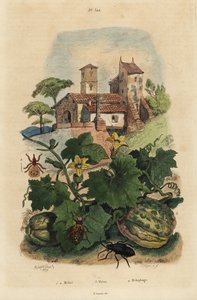 Olejník evropský, Meloe proscarabaeus 1.2, Honfleur meloun, Cucumis meloun 3, a ovčí kedže, Melophagus ovinus od Unbekannt