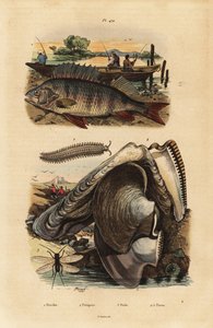 Okoun evropský, Perca fluviatilis 1, aksamitník, Peripatus iuliformis 2, lacewing, Perla marginata 3, a perlorodka, Isognomon isognomum 4. Okoun, Peripat, Perle, Perne od Unbekannt