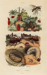 Nosorožec evropský, Oryctes nasicornis, kukla a larva, včela sadová, Osmia cornuta a hnízdo od Unbekannt