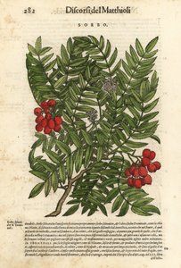 Jeřáb ptačí, Sorbus aucuparia. Ručně kolorovaný dřevoryt Wolfganga Meyerpicka podle ilustrace Giorgia Liberaleho z knihy Pietra Andrey Mattioliho Discorsi di P.A. Matthioli ne i sei libri della Materia Medicinale di Pedacio Dioscoride Anaza. od Unbekannter Künstler