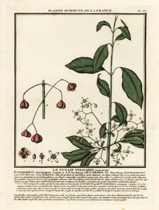 Vřeteno evropské, Euonymus europaeus. od Unbekannter Künstler